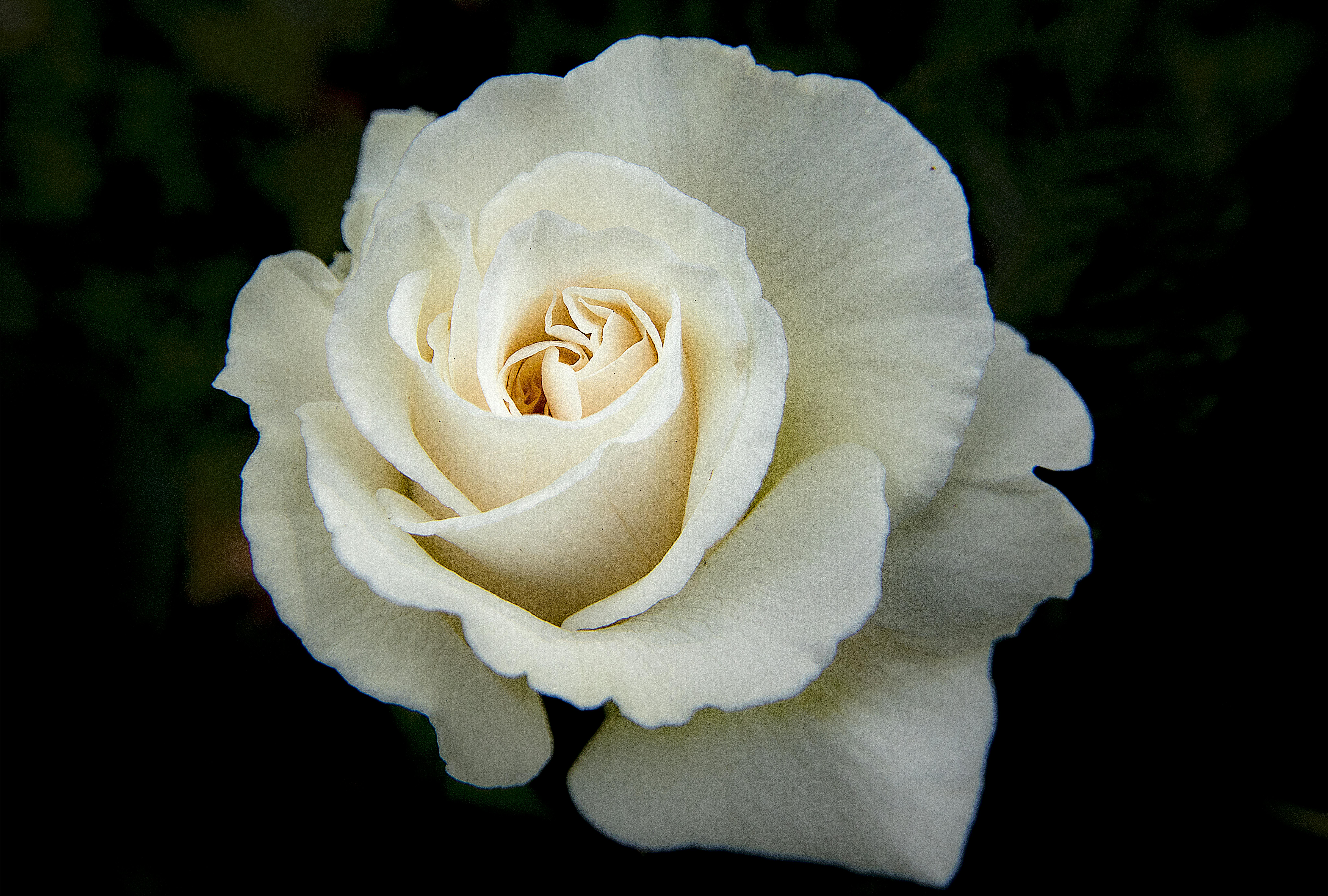 White rose