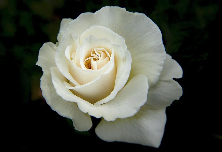 Memorial rose