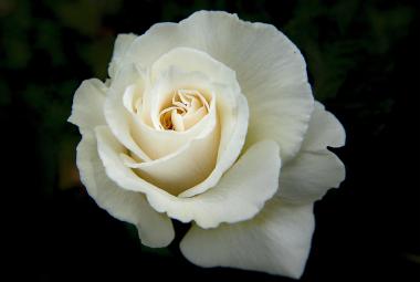 Memorial rose